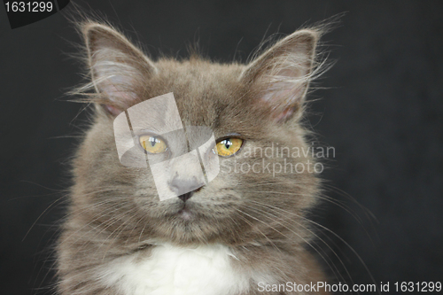 Image of gray and white kitten close up on a black background