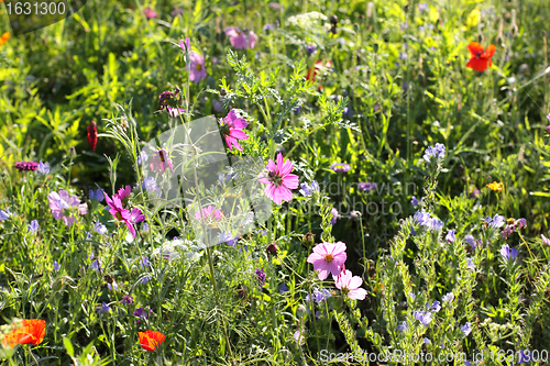 Image of Colorful flowers, selective focus on pink flower 