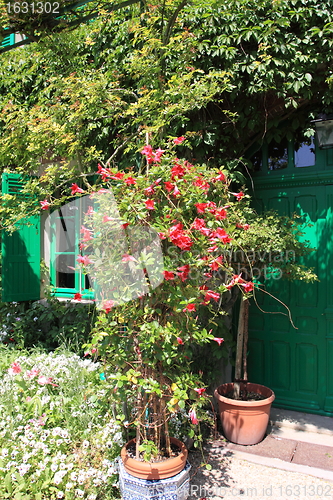 Image of Spring flowers in a garden