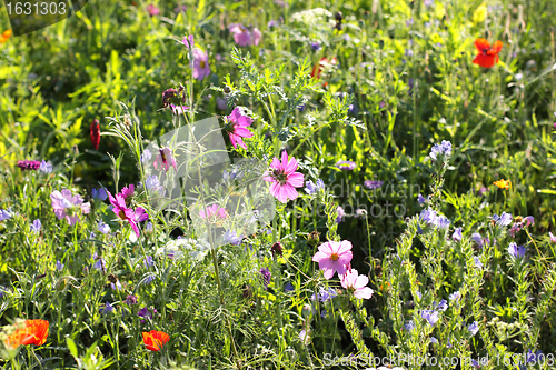 Image of Colorful flowers, selective focus on pink flower 