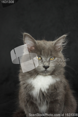 Image of gray and white kitten close up on a black background