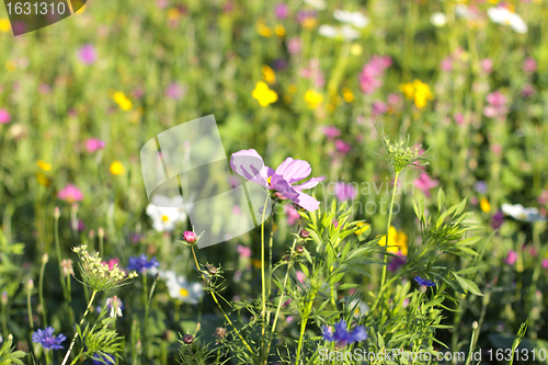 Image of Colorful flowers, selective focus on pink flower 