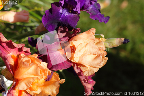 Image of Group of purple irises in spring sunny day. Selective focus. 