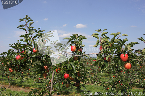 Image of apple orchard in summer, covered with colorful apples