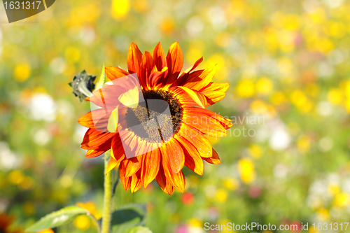 Image of Colorful flowers, selective focus on sunflower orange