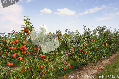 Image of apple orchard in summer, covered with colorful apples
