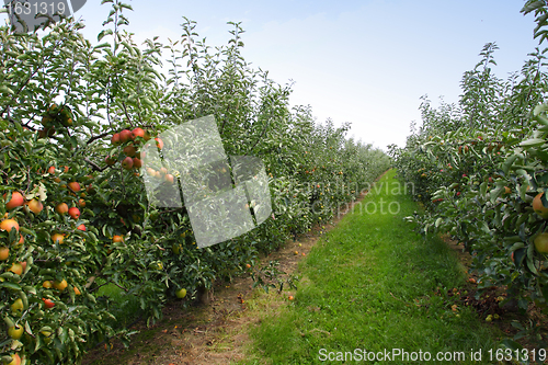 Image of apple orchard in summer, covered with colorful apples
