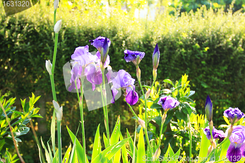 Image of Group of purple irises in spring sunny day. Selective focus. 