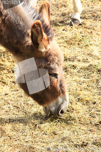 Image of quiet donkey in a field in spring