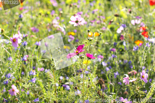 Image of Colorful flowers, selective focus on pink flower 