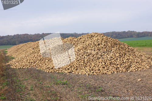 Image of Sugar beet pile at the field after harvest