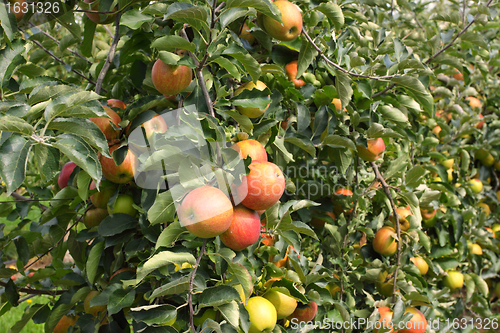 Image of apple orchard in summer, covered with colorful apples
