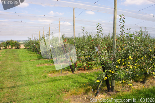 Image of apple orchard with nets to protect against hail and birds