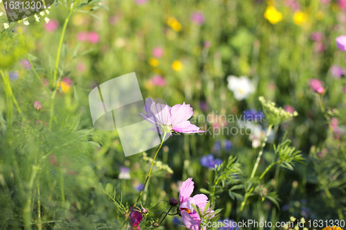 Image of Colorful flowers, selective focus on pink flower 