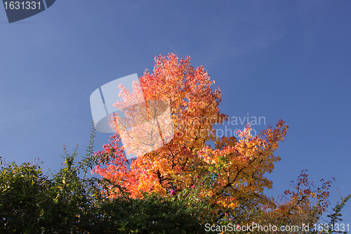 Image of maple in autumn with red and orange leaves