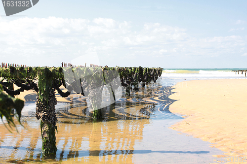 Image of mussel farming on the coast of opal in the north of France