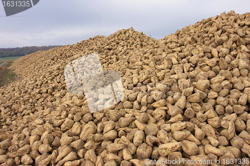 Image of Sugar beet pile at the field after harvest