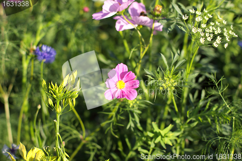 Image of Colorful flowers, selective focus on pink flower 