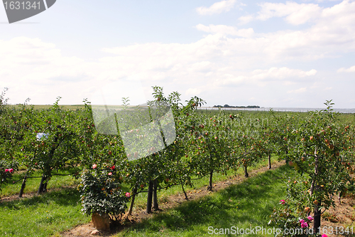 Image of apple orchard in summer, covered with colorful apples