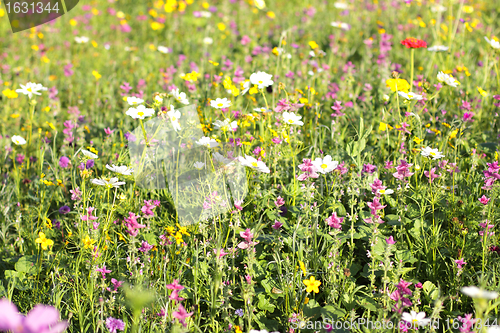 Image of Colorful flowers, selective focus on pink flower 