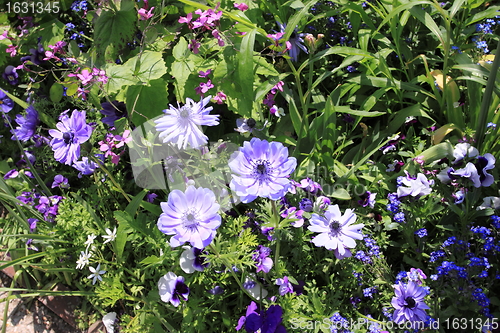 Image of Spring flowers in a garden