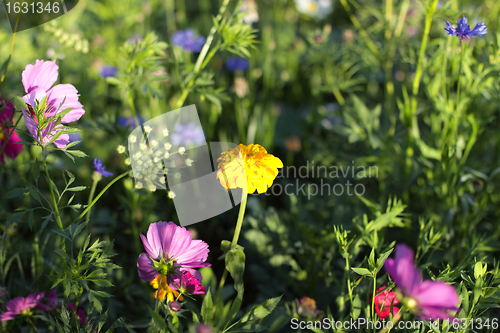 Image of Colorful flowers, selective focus on pink flower 