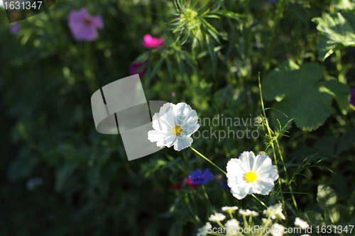 Image of Colorful flowers, selective focus on pink flower 