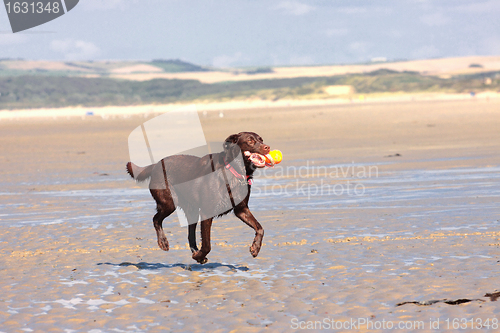 Image of dog playing ball on the beach in summer