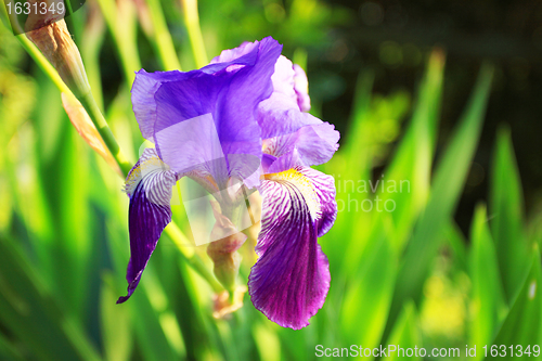 Image of Group of purple irises in spring sunny day. Selective focus. 