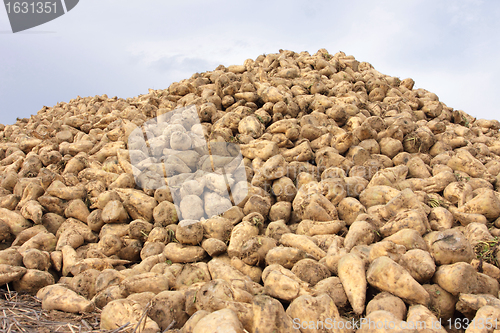 Image of Sugar beet pile at the field after harvest