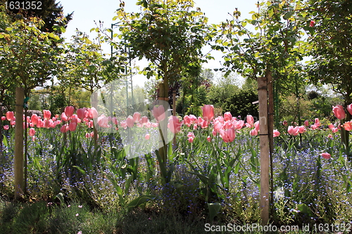 Image of Spring flowers in a garden