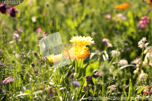 Image of Colorful flowers, selective focus on pink flower 