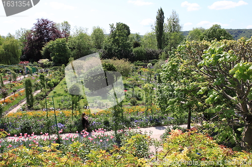Image of Spring flowers in a garden