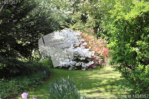 Image of Spring flowers in a garden