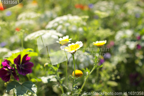 Image of Colorful flowers, selective focus on pink flower 