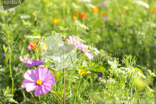 Image of Colorful flowers, selective focus on pink flower 