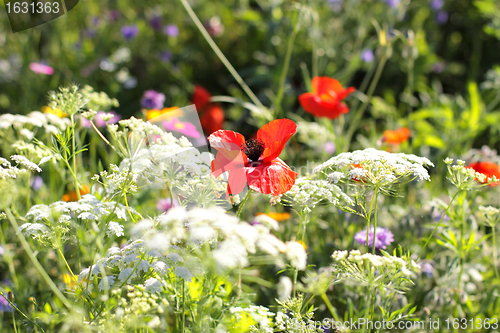 Image of Colorful flowers, selective focus on pink flower 