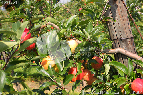 Image of apple orchard in summer, covered with colorful apples