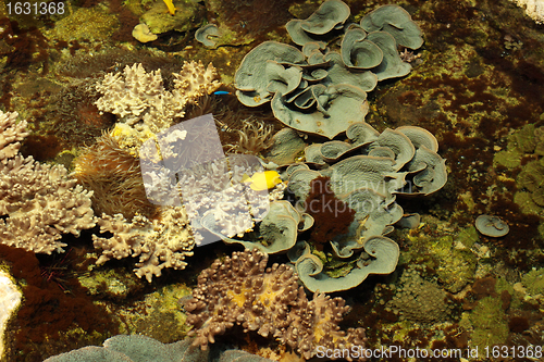 Image of tropical marine reef with corals and fish Surgeons