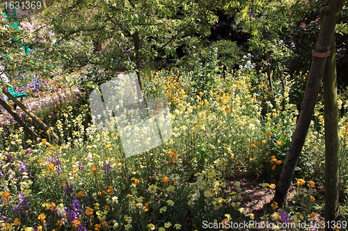 Image of Spring flowers in a garden