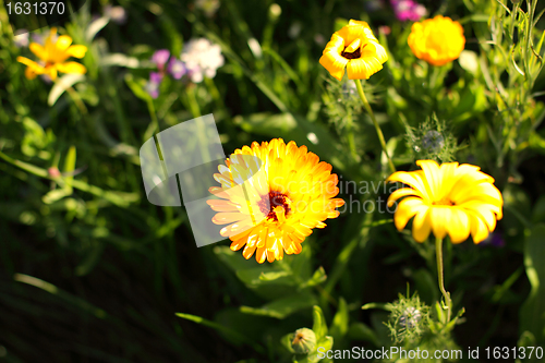 Image of Colorful flowers, selective focus on pink flower 