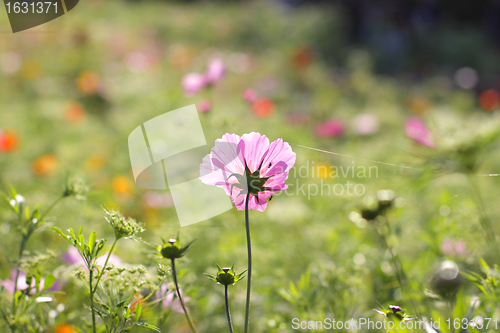 Image of Colorful flowers, selective focus on pink flower 