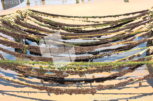 Image of mussel farming on the coast of opal in the north of France