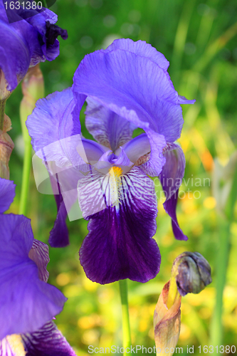 Image of Group of purple irises in spring sunny day. Selective focus. 