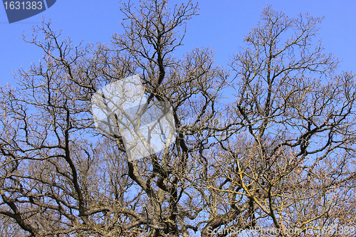 Image of large old oak in the winter sun