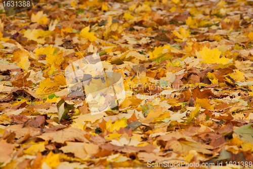 Image of brown and yellow autumn leaves of trees