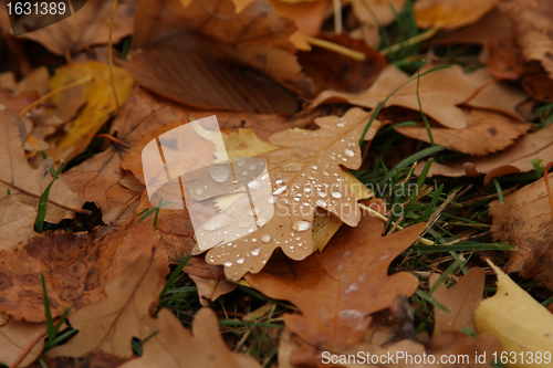 Image of brown autumn leaves of trees lie on grass