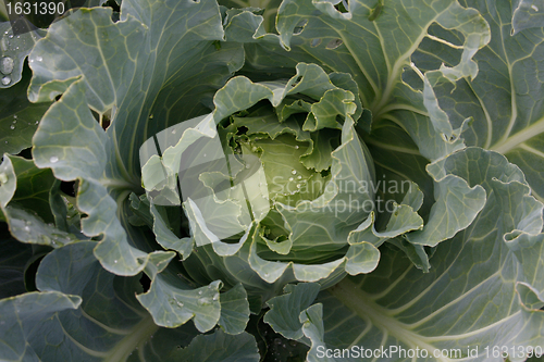 Image of cabbage with water drops on the sheets