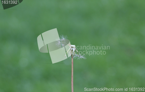 Image of Dandelion without seeds