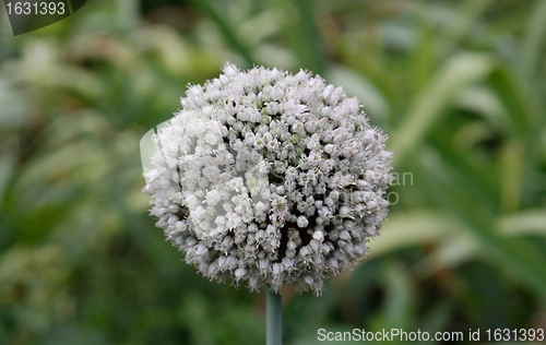 Image of Garlic flower close-up on green background